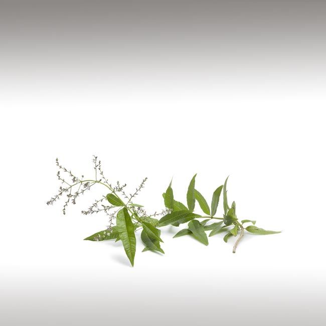 Lemon Verbena Essential Oil (Aloysia Citriodora) - Essential Oils ...